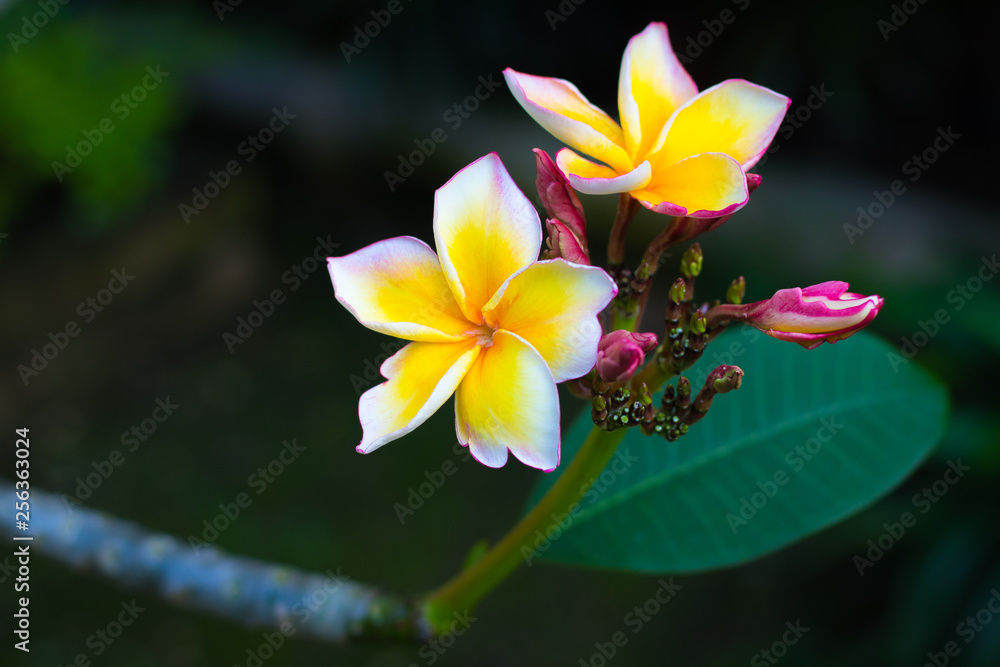 Fototapeta premium Fresh Plumeria, Frangipani, Temple tree (Plumeria spp.) flowers are blooming on tree in the flowers garden