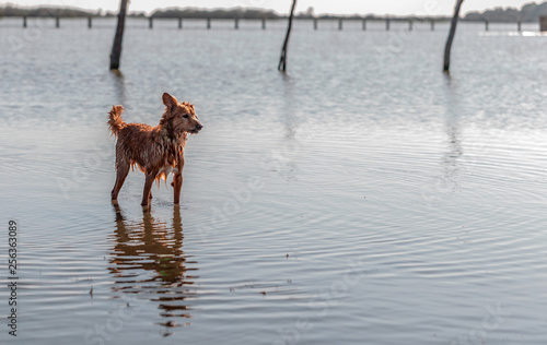 Small dog standing on water