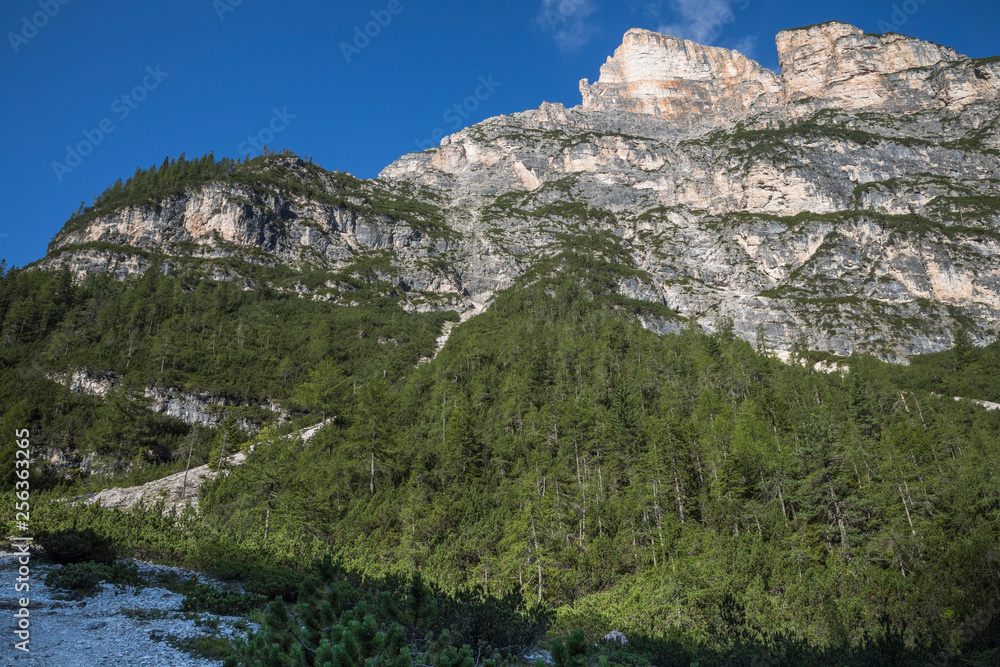 Bergwald in den Dolomiten - Italien