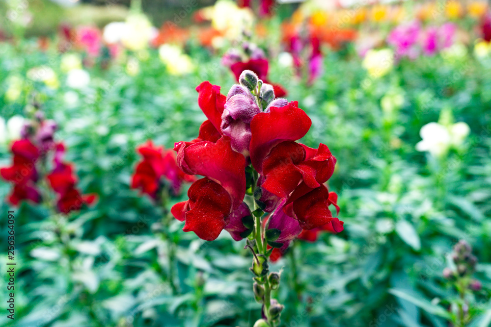 Red Snapdragon flowers, in the garden