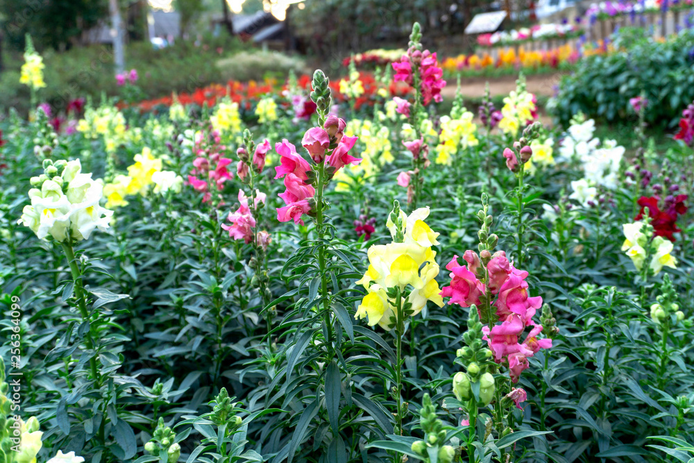 Snapdragon flowers in pink, red, white and yellow in the garden