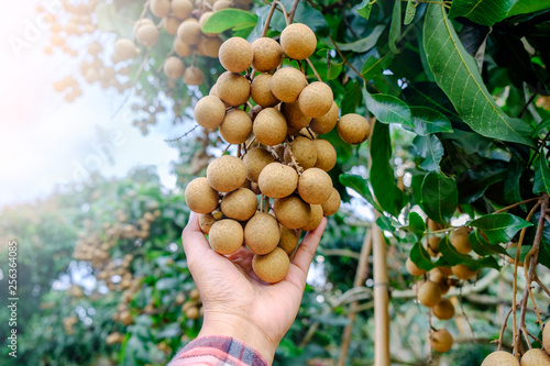 Longan farmers holding longan fresh fruit by hand in orchard.