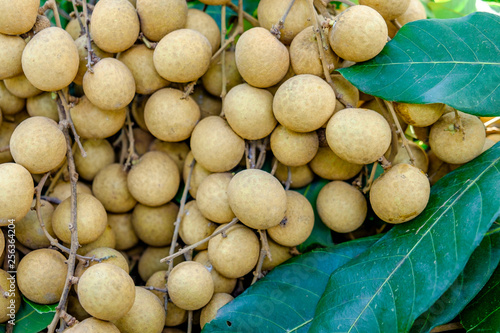 longan fresh and green leaf. Tropical fruits young longan in Thailand