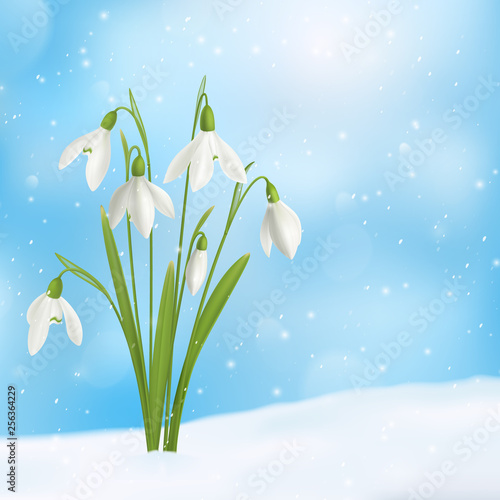 Snow Drop Flower Composition