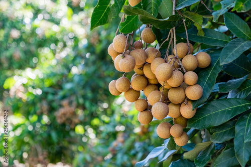 Longan orchards - Tropical fruits young longan in Thailand photo