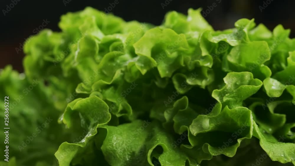 Green wet lettuce spinning Green wet lettuce spinning