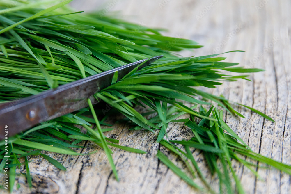 Fresh cut green grass with scissors on a wooden background Fresh cut green grass with scissors on a wooden background