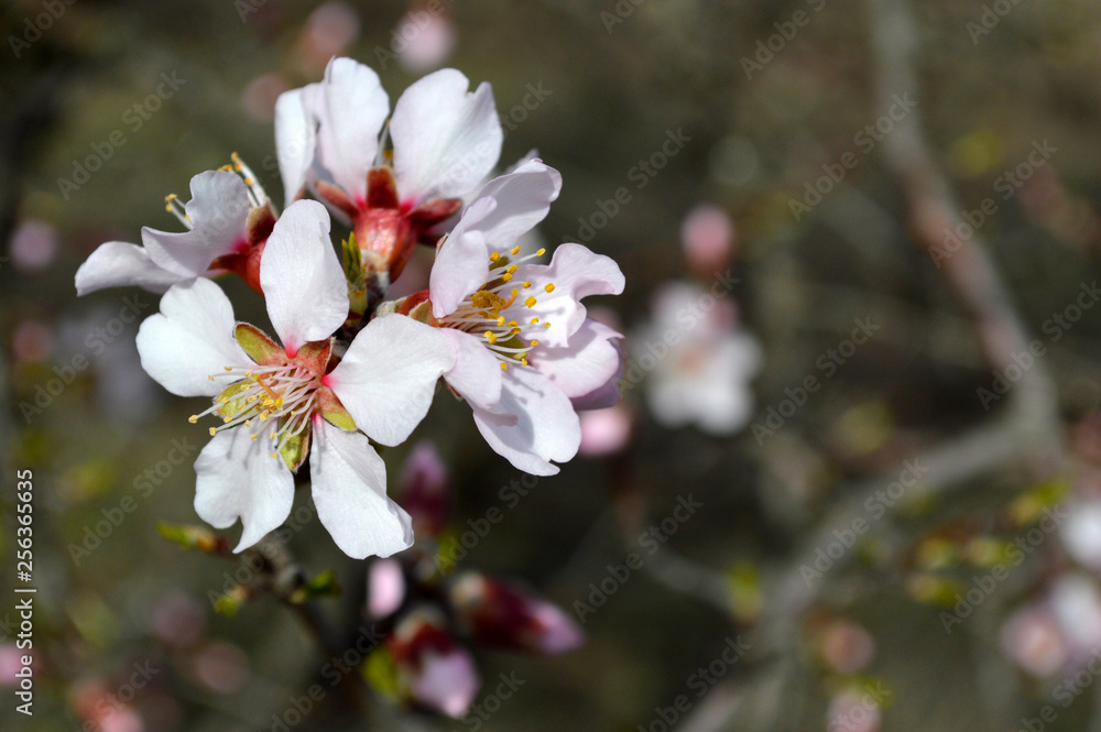 Almond pink and white blossoms shivering on chill wind gusts, shortly before spring time