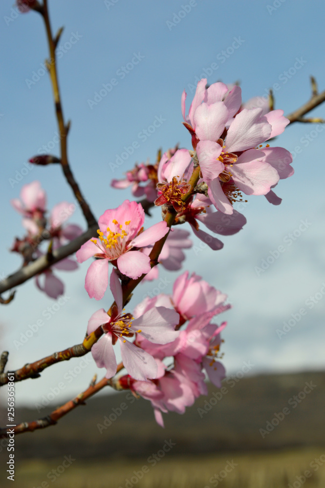 Almond pink and white blossoms shivering on chill wind gusts, shortly before spring time Almond pink and white blossoms shivering on chill wind gusts, shortly before spring time