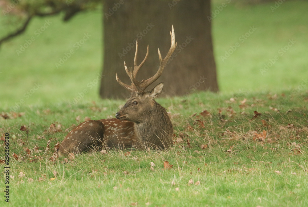 A stunning Manchurian Sika Deer (Cervus nippon mantchuricus or Cervus nippon dybowskii) resting under a large tree during rutting season. A stunning Manchurian Sika Deer (Cervus nippon mantchuricus or Cervus nippon dybowskii) resting under a large tree during rutting season.