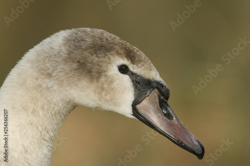 A head shot of a juvenile Mute Swan  Cygnus olor.
