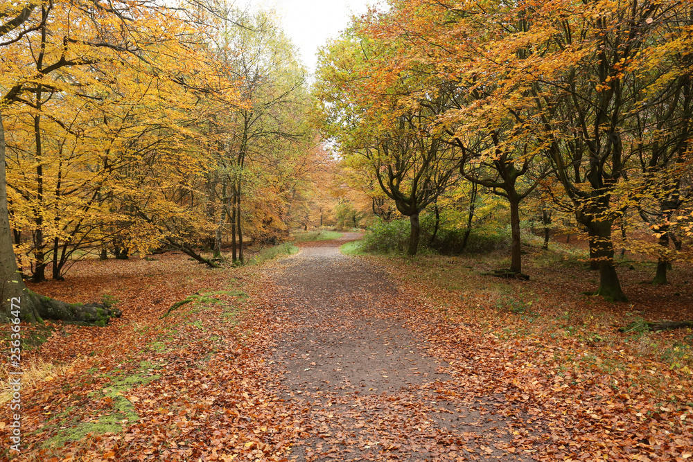 Naklejka premium A landscape view of a Forest in the UK in autumn. 