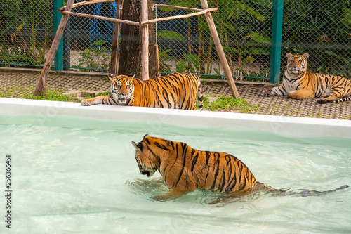 Pattaya, Thailand - December 01, 2018: Tiger Park. Tiger swimming in the pool