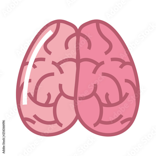 human brain organ