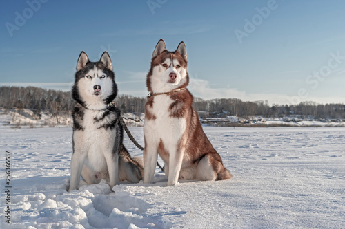 Siberian Husky dogs portrait in winter sunny landscape. Front view.
