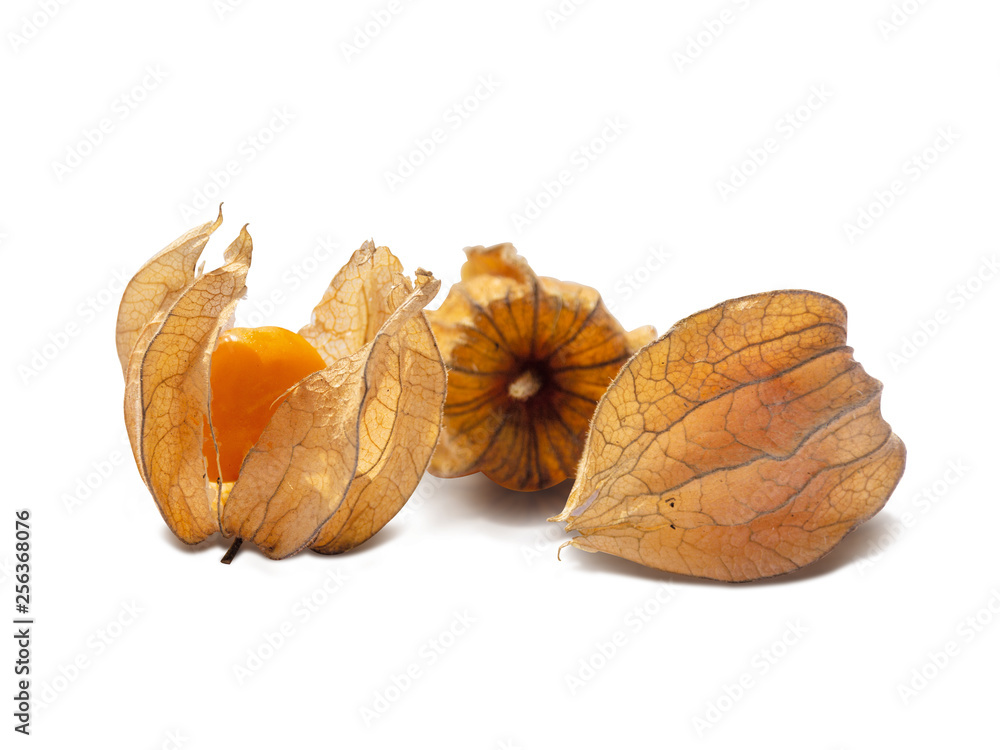 physalis physalis