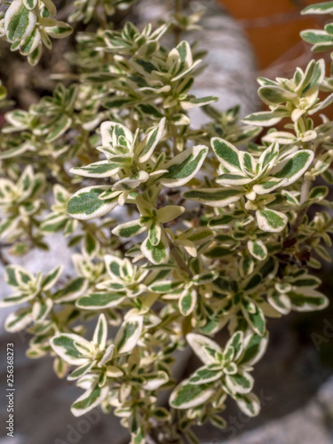 Wild marjoram  Origanum vulgare