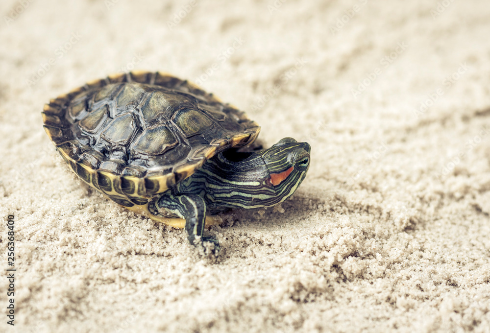Common Slider, also known as Cumberland Slider Turtle, Red-eared Slider Turtle, Slider (Trachemys scripta) on a sand. Common Slider, also known as Cumberland Slider Turtle, Red-eared Slider Turtle, Slider (Trachemys scripta) on a sand.