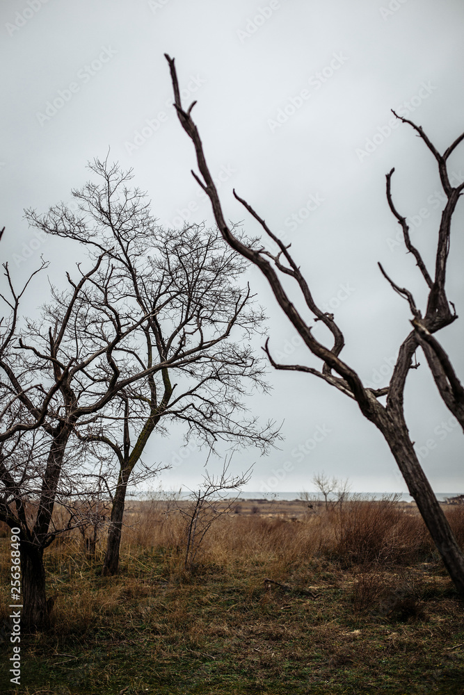 trees without leaves trees without leaves