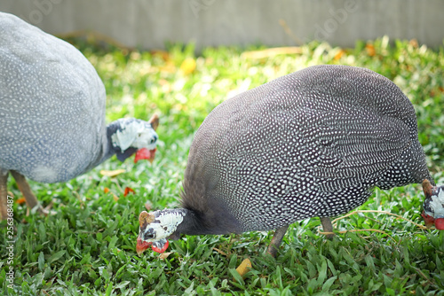 Helmeted guineafowl, Numida meleagris, big grey bird in grass.