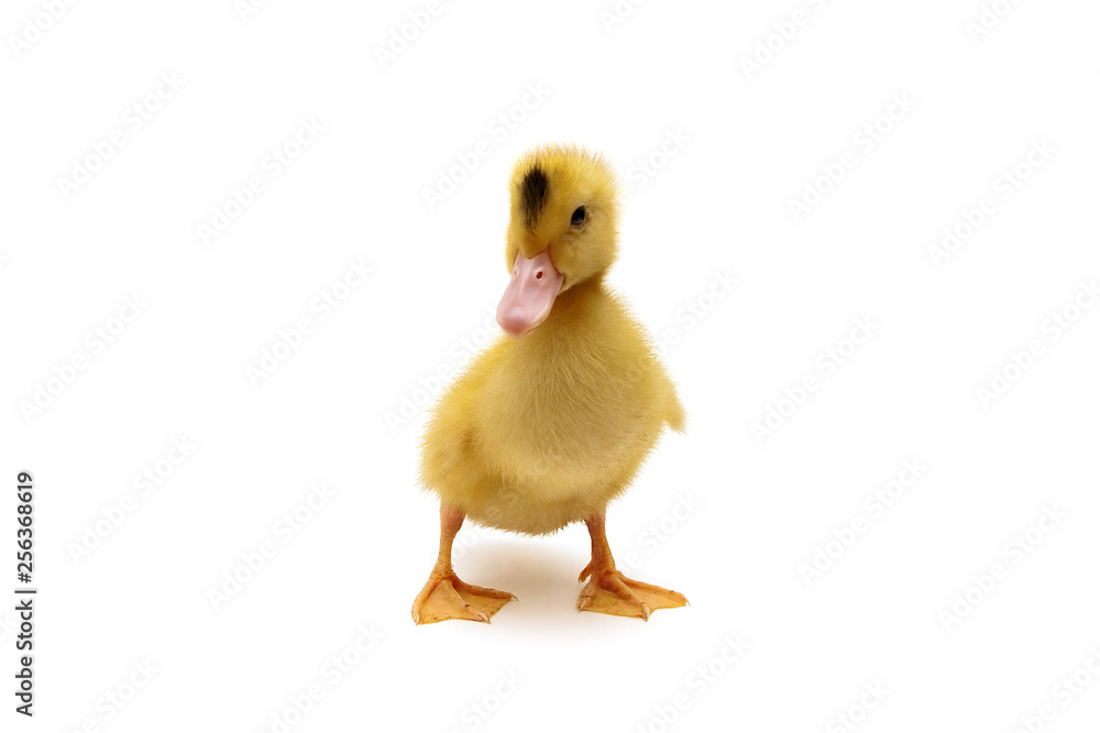duckling isolated on white background duckling isolated on white background
