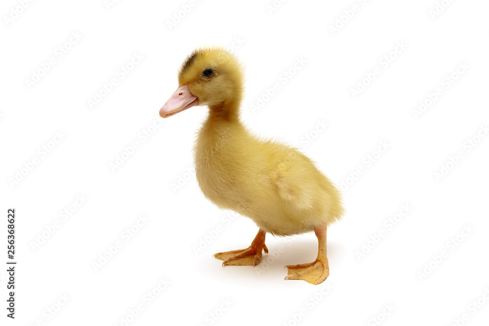 little duckling isolated on a white background little duckling isolated on a white background