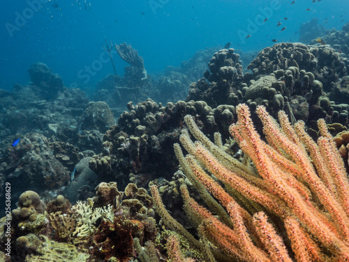 Seascape of coral reef in the Caribbean Sea around Curacao at dive site Playa Piskado with various corals and sponges