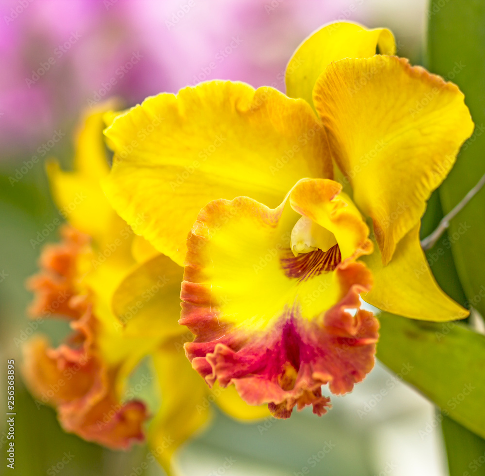 Fototapeta premium Flower Orchid