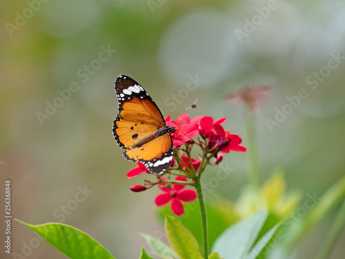 Close up Common Tiger Butterfly are Sucking Nectar from Red Flower