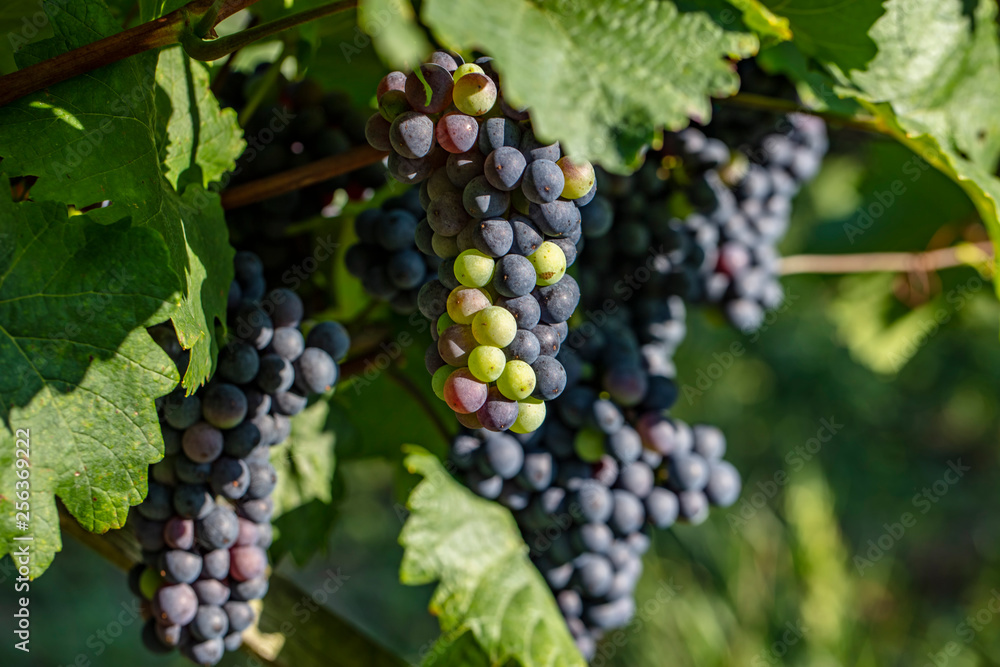 blue grapes in vineyard