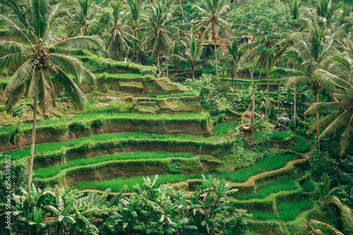 green rice fields in Asia