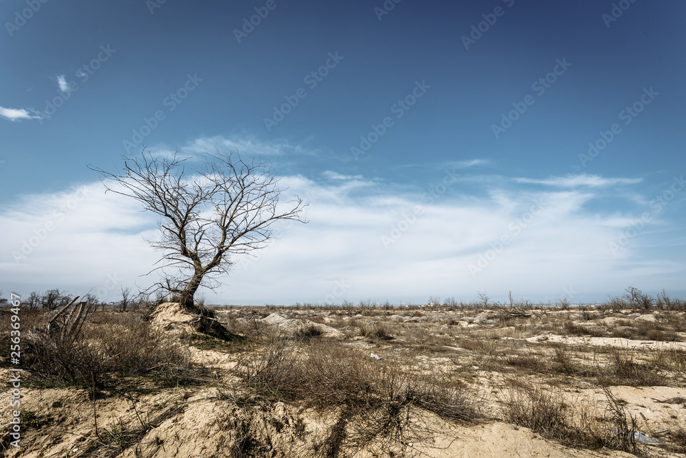 Tree without leaves against the sky Tree without leaves against the sky