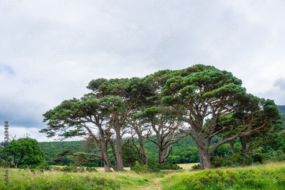 Fototapeta premium Pines in Killarney National Park Pinien Nationalpark