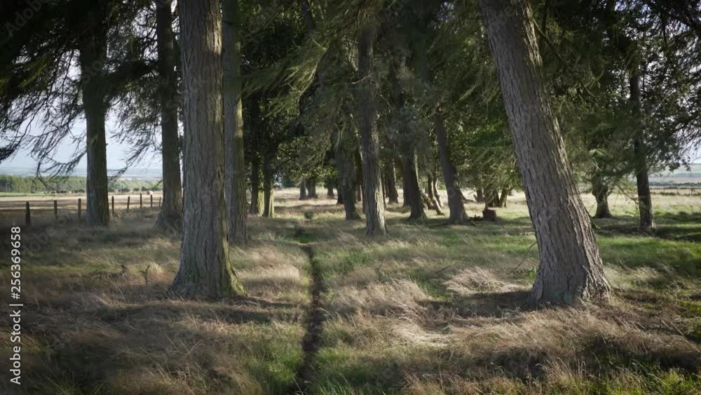 Footpath track through trees on a windy day Footpath track through trees on a windy day