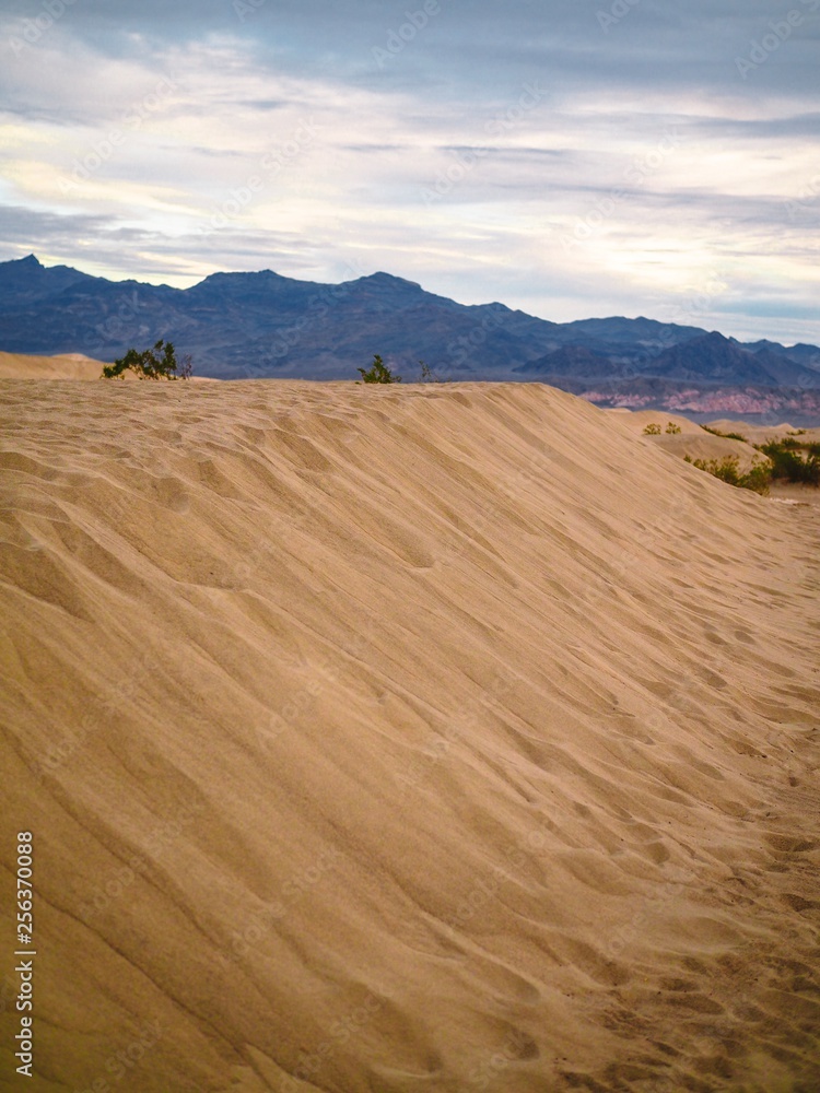 Fototapeta premium Sand dunes in Death Valley, bushes and branches everywhere