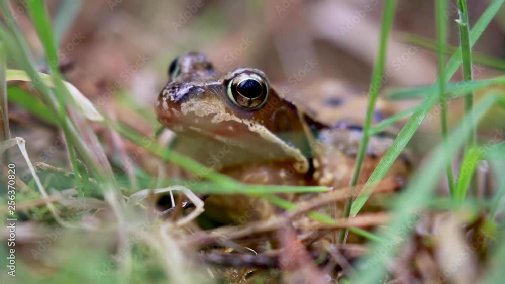 European common frog, Rana temporaria, amphibian at eye level amongst grass during spring in Scotland. European common frog, Rana temporaria, amphibian at eye level amongst grass during spring in Scotland.