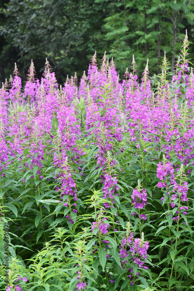 Naklejka premium Big field of rosebay willowherb Chamerion angustifolium flowering with pink flowers