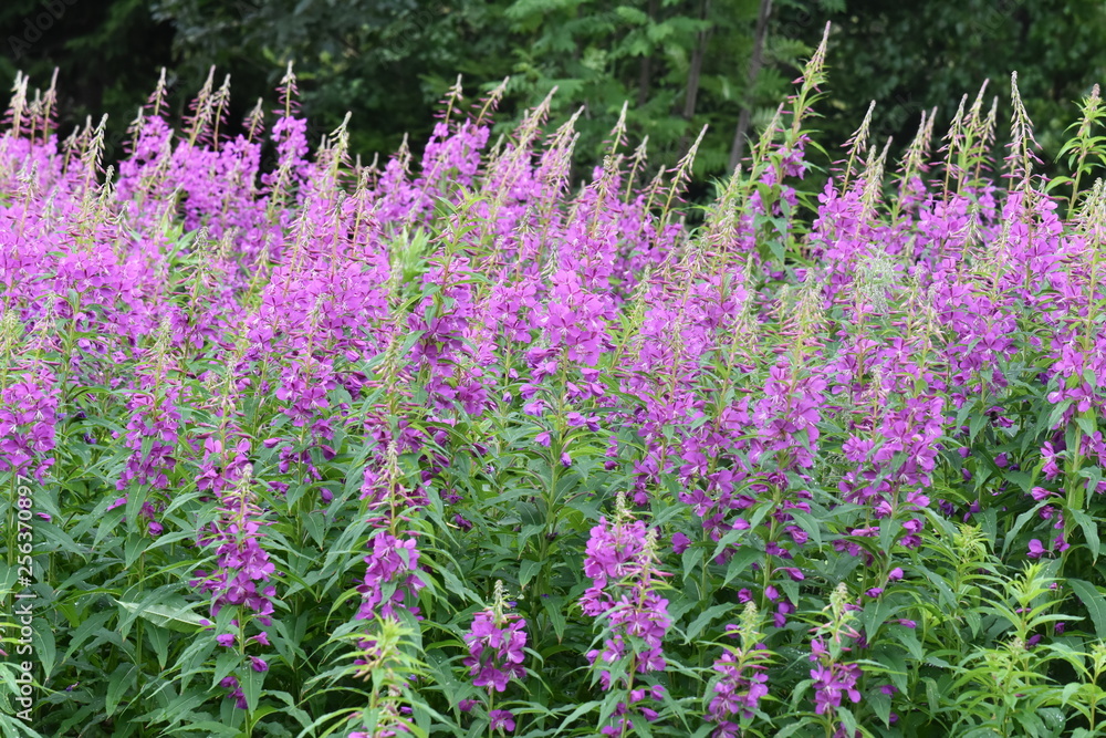 Naklejka premium Big field of rosebay willowherb Chamerion angustifolium flowering with pink flowers
