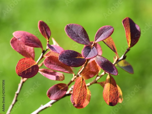 Colorful autumn heahter foliage from bog bilberry Vaccinium uliginosum with green background