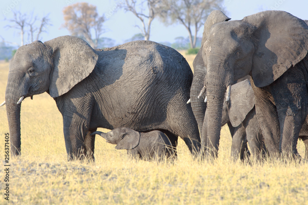 Family herd of elephants standing on the dry african plains with a small calf who has it's trunk stretched out reaching towards its Mother. Hwnge National Park, Zimbabwe