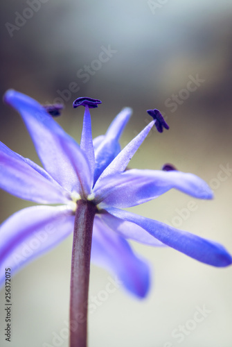  Blue snowdrops and a spring sunny forest