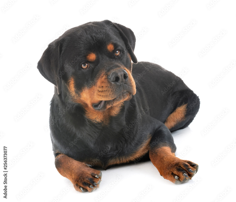 Fototapeta premium rottweiler in studio