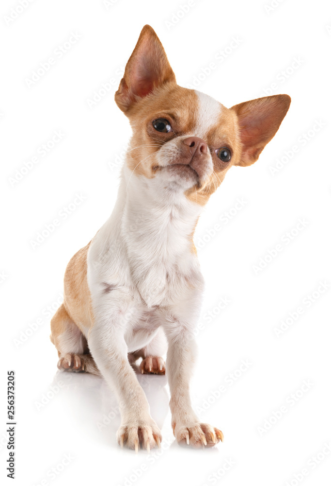 chihuahua in studio chihuahua in studio