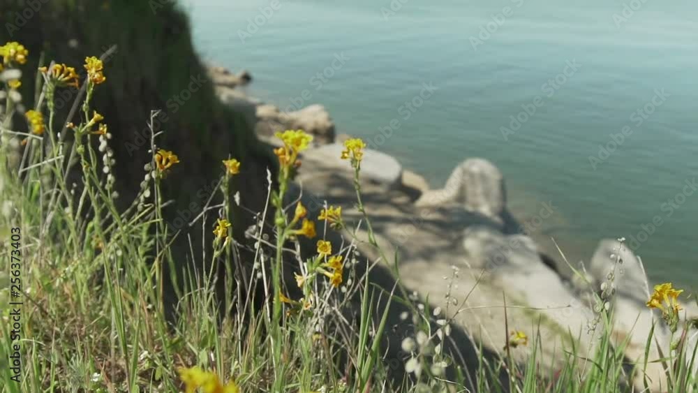 HD Flowers on Side of Lake