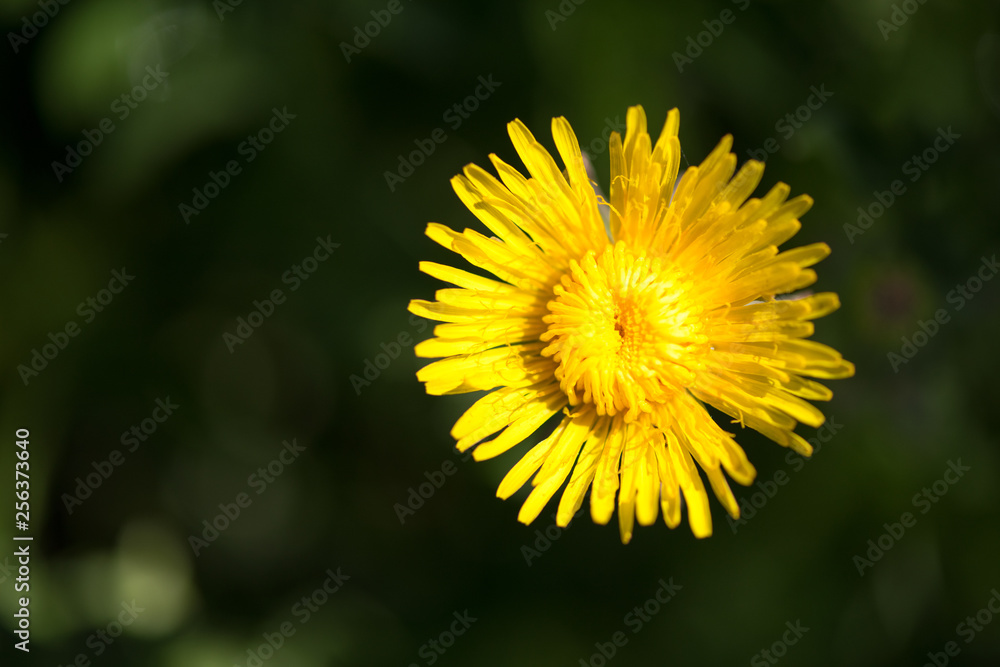 Blume Blume