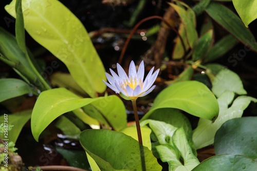 Dai ty diminutive pale blue tropical water lily bloom photo