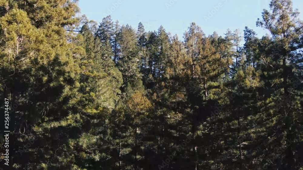 Armstrong Redwood Forest cool greens and towering trees. Armstrong Redwood Forest cool greens and towering trees.