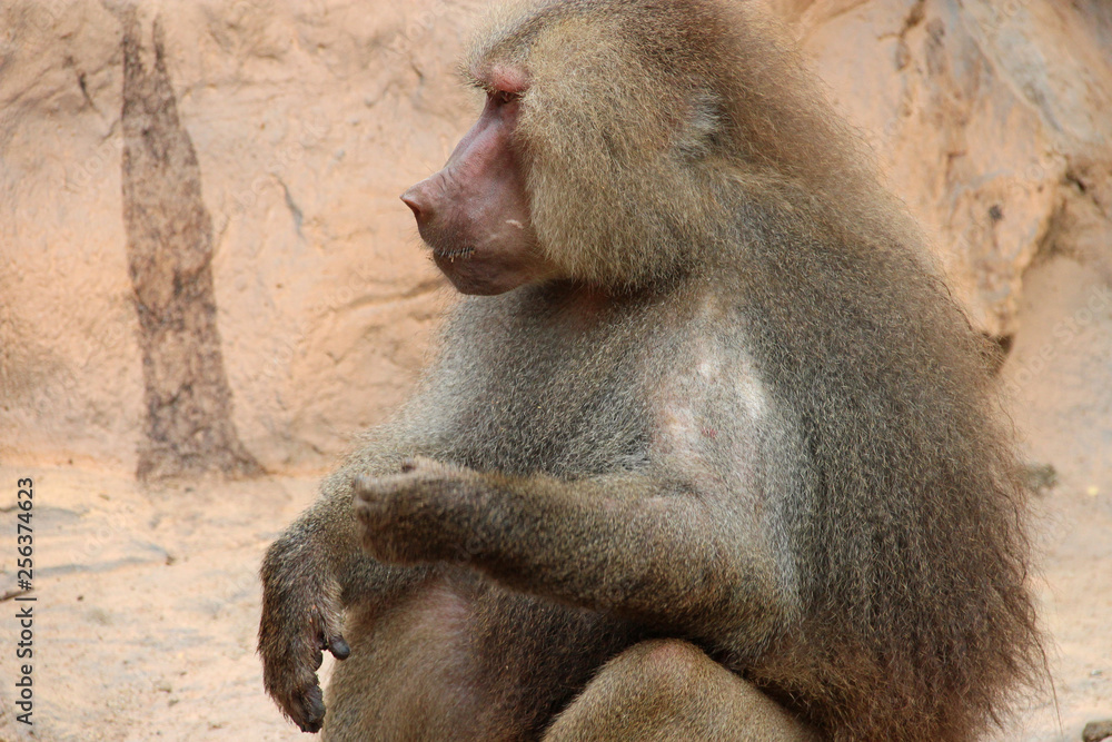 Hamadryas baboon 