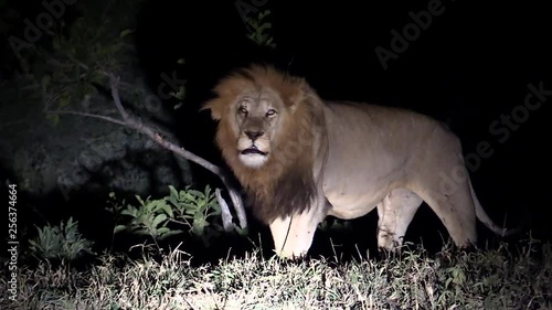 Dominant male lion roaring into the night, Greater Kruger National Park