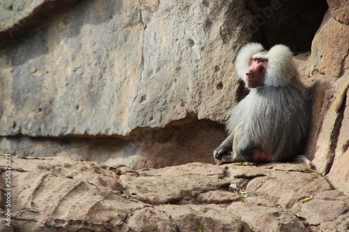 Hamadryas baboon  photo